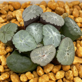 Haworthia Maughanii Inazuma Murasaki