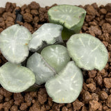 Haworthia Maughanii 'Salt Lake City'