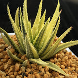 Haworthia Margaritifera f. Variegated