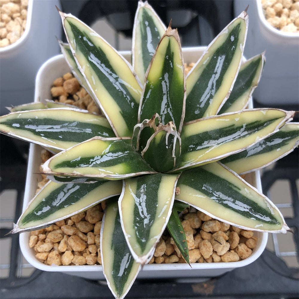 Haworthia Agave Victoria Reginae Kizan – ChinaHaworthia
