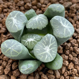 Haworthia Maughanii 'Shirokujaku'