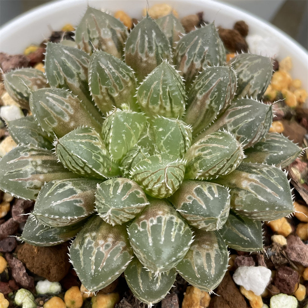 Haworthia Mirrorball Dark Variegated ChinaHaworthia