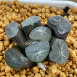 Haworthia Maughanii 'Yamamoto'