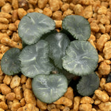 Haworthia Maughanii Black Thunder