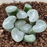 Haworthia Maughanii