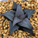 Haworthia Badia 'Sensui'