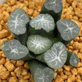 Haworthia Maughanii 'Unmei' Big size