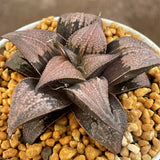 Haworthia Badia  'Yuzuki' Big Size