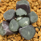 Haworhia Maughanii Eiger