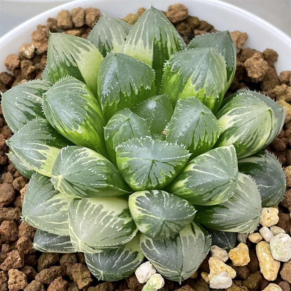 Haworthia Flower Crystal x Mochi Gyokuro SP variegated plant from seed ChinaHaworthia