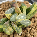 Haworthia Maughanii Tri Color variegated