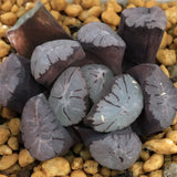 Haworthia Maughanii 'Tancho'