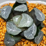 Haworthia Maughanii Sweet Dew