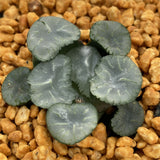 Haworthia Maughanii Black Thunder