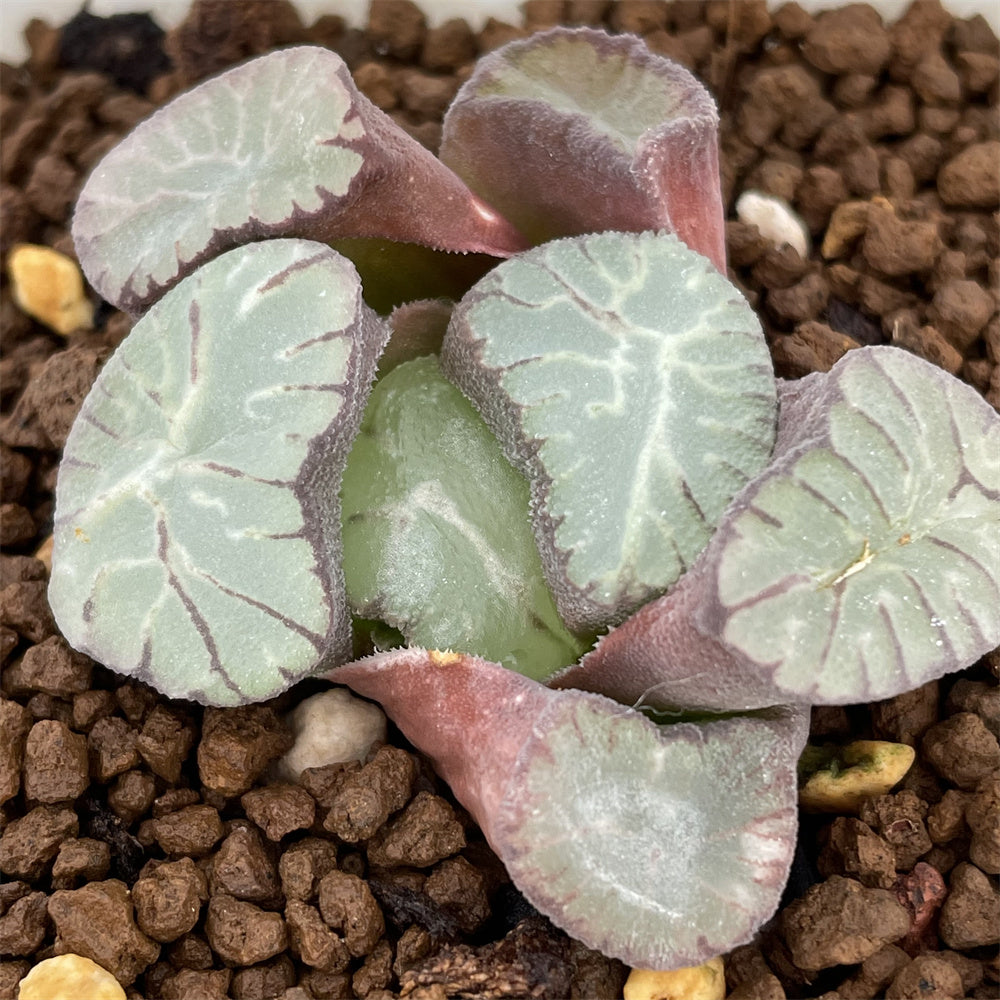 Haworthia Maughanii 'Kaenryu' 'Flame Dragon' – ChinaHaworthia