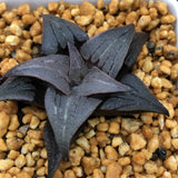Haworthia Badia 'Sensui'