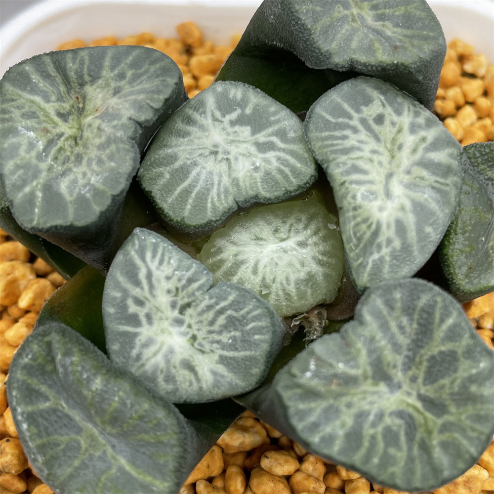 jade dragon plant Haworthia Maughanii 'Hisuiryu' 'Jade Dragon' – ChinaHaworthia