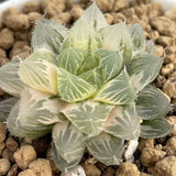Haworthia Ice Soul Variegated