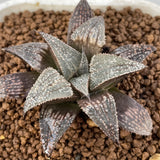 Haworthia Badia Aluminum Star
