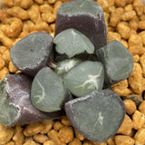 Haworhia Maughanii Eiger