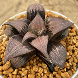 Haworthia Badia  'Yuzuki' Big Size