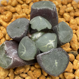 Haworhia Maughanii Eiger