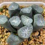 Haworthia Maughanii 'Yuki Aoi'