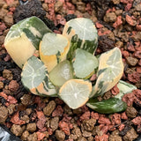 Haworthia Maughanii variegated Fountain of the Virgin
