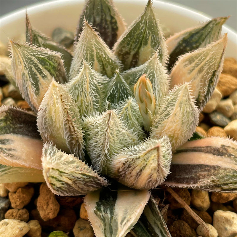 Haworthia Murasaki Emak Variegated – ChinaHaworthia