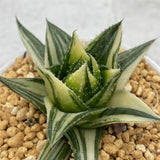 Pearl Aloe variegated Small Size