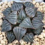 Haworthia Badia 'Yuyake'