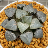 Haworthia Correcta  'Fire phoenix'