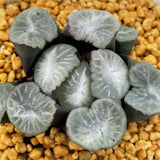 Haworthia Maughanii 'Zuiun'