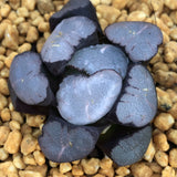 Haworthia Maughanii 'Magic Mirror'