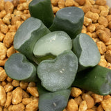 Haworthia Maughanii 'Sapphire'