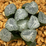 Haworthia Maughanii 'Taiko'