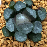 Haworthia Maughanii  'Midori'