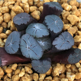 Haworthia Maughanii 'Z1'