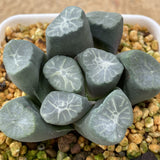 Haworthia Maughanii 'Yuki Aoi'