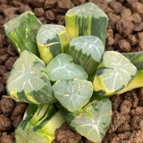 Haworthia Maughanii Spring Thunder Variegated
