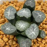 Haworthia Maughanii 'Unmei' Big size