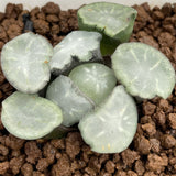 Haworthia Maughanii 'Salt Lake City'