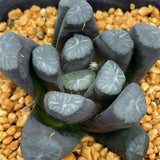 Haworthia Maughanii 'Nara'