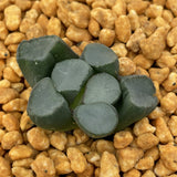 Haworthia Maughanii Luminous Cup