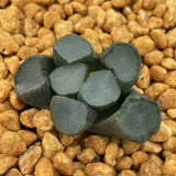 Haworthia Maughanii Luminous Cup