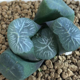 Haworthia Maughanii 'Tenkaippin'