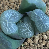 Haworthia Maughanii 'Tenkaippin'
