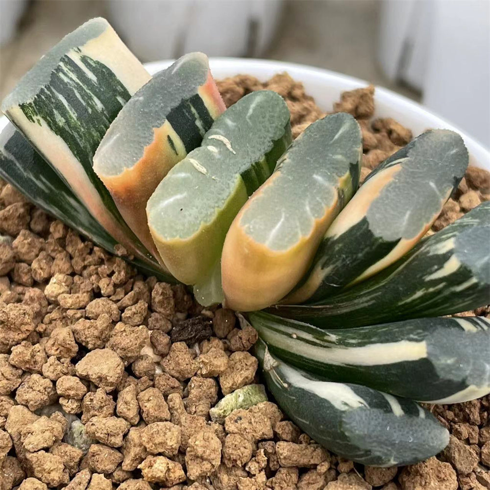 Haworthia Truncata Tornado variegated – ChinaHaworthia