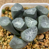Haworthia Maughanii 'Yuki Aoi'