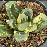 Haworthia Maughanii Dragon variegated